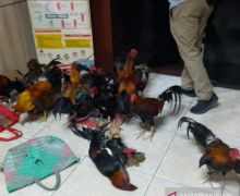 Terlibat Judi Sabung Ayam, Kapolsek Kehilangan Jabatan - JPNN.com