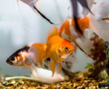 Indonesia Menempati Urutan Ketiga sebagai Pengekspor Ikan Hias - JPNN.com