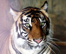 Seorang Balita di Siak Diterkam Harimau Sumatera, Begini Kejadiannya - JPNN.com