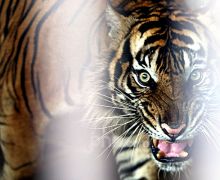 Istri Diserang Harimau, Rudi Hanya Bisa Menyaksikan, Begini Kejadiannya - JPNN.com