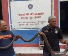 Petugas Damkar Tangkap Ular King Cobra Sepanjang 3,5 Meter - JPNN.com