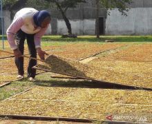 Bupati Minta Pabrik Rokok Serap Seluruh Tembakau Petani - JPNN.com