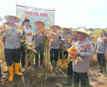 Polres Serang & Petani Gelar Panen Raya Jagung di Lahan Seluas 10 Hektare - JPNN.com