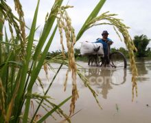 Padi Siap Panen Terendam Banjir di Grobogan, Wamentan Langsung Lakukan Hal Ini - JPNN.com