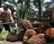 Sawit Indonesia Masih Mendominasi Pasokan Minyak Nabati Global Tahun Depan - JPNN.com
