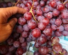 Konsumsi Anggur Berlebihan, 5 Efek Samping Ini Siap Menyerang Anda - JPNN.com