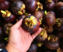 6 Bahaya Makan Manggis Berlebihan, Tidak Aman untuk Penderita Penyakit Ini - JPNN.com