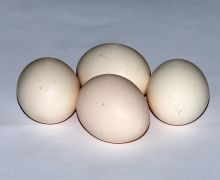 Ingin Terhindar dari Stroke, Jangan Ragu Konsumsi Sebutir Telur Setiap Hari - JPNN.com