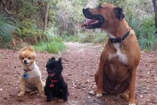 Seekor Anjing Kecil Nyaris Mati Terlilit Ular Piton Sepanjang 3,5 Meter di Australia - JPNN.com