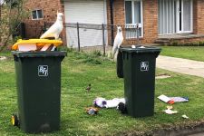 Burung Kakatua di Australia Bisa Buka Tong Sampah Milik Warga, Apakah Dikunci Jadi Solusinya? - JPNN.com