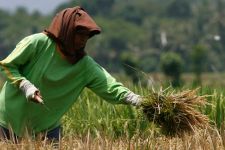 Petani Menyetujui Imbauan Tentara Membantu Menanam Padi di Tengah Fenomena El Nino - JPNN.com