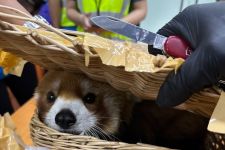 Dunia Hari Ini: Thailand Gagalkan Penyelundupan 87 Hewan, Termasuk Kuskus Sulawesi - JPNN.com