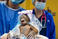 Orang Utan Kalimantan Lahir di Kebun Binatang di Florida, Amerika Serikat - JPNN.com