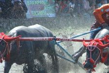 Hebohnya Pesona Mantar Buka Festival Pesona Tambora - JPNN.com