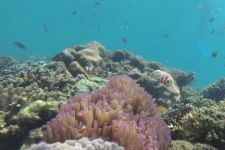 Buku The Magnificent Seven: Indonesia’s Marine National Parks Diluncurkan - JPNN.com