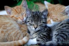 Meriahkan HUT ke-25 Depok, DKP3 Sterilisasi Ratusan Kucing Domestik - JPNN.com