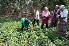 Lewat Program Sekolah Lapang, Hasil Panen Petani Kacang Tanah di NTB Meningkat - JPNN.com