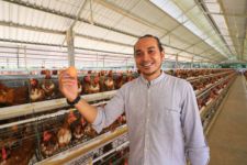 Tips Bagi Anda yang Ingin Beternak Ayam Kampung - JPNN.com Jogja