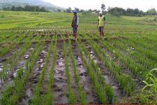 Industri dan Pembangunan Jalan Menyebabkan Penyusutan Lahan Pertanian di Gunung Kidul - JPNN.com Jogja