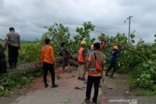 Cuaca Ekstrem Masih Terjadi di Jogja, Belasan Pohon Tumbang - JPNN.com Jogja