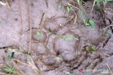 Warga Kabupaten Solok Geger, Jejak Harimau Sumatra Ditemukan di Perkebunan - JPNN.com Sumbar