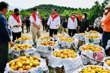 Lihat, Jokowi Datangi Desa yang Warganya Antarkan 3 Ton Jeruk ke Istana Kepresidenan - JPNN.com