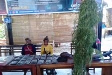 Tanam Ganja di Perbatasan RI-PNG, Suami Istri Ditangkap Polisi - JPNN.com