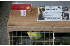 Bea Cukai Awasi Reekspor Burung dari Afrika Selatan dan Malaysia, Alasannya Ini - JPNN.com