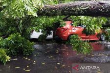 Hujan Deras Disertai Angin, Dua Pohon Tumbang di Kota Bandung - JPNN.com Jabar
