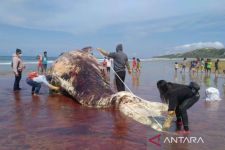 Makhluk Besar Ini Terdampar di Pantai, Mati, dan Membusuk - JPNN.com