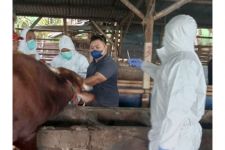Bali Stop Penjualan Sapi & Babi ke Jatim Gegara Wabah PMK, Manfaatkan Tol Laut - JPNN.com Bali