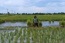 Gawat! Hama Tungro Serang Ratusan Hektare Tanaman Padi di Kalsel, Lihat Penampakannya - JPNN.com