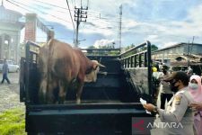 Sapi Ternak Luar Daerah Dilarang Masuk ke Aceh Barat - JPNN.com