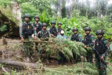 Prajurit TNI Temukan Ladang Ganja di Wilayah Perbatasan Papua - JPNN.com