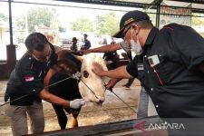 74 Kasus PMK di Kulon Progo, Pedagang Dilarang Jual Ternak ke Luar Daerah - JPNN.com Jogja