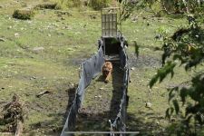 Harimau Sumatera Surya Manggala dan Citra Kartini akan Menghuni Taman Nasional Kerinci Seblat - JPNN.com Sumut