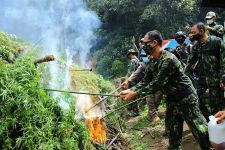 Ladang Ganja Seluas 5 Hektare di Gayo Lues Dimusnahkan, Brigjen Roy Hardi Berpesan Tegas - JPNN.com