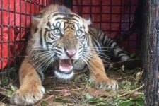 Seekor Harimau Sumatra Masuk Perangkap di Aceh Selatan - JPNN.com