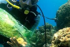 500 Benih Ikan Kakap Putih dan 100 Nemo Ditebar di Pulau Pombo - JPNN.com