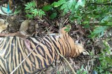 Seekor Harimau Sumatra Mati di Aceh Timur - JPNN.com