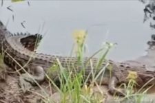 Buaya Muara Muncul di Dekat Sekolah, BKSDA Kalteng Minta Masyarakat Waspada - JPNN.com