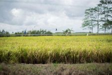 ASEAN Berpotensi Jadi Lumbung Pangan Global - JPNN.com