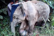 Seekor Gajah Liar Ditemukan dengan Kondisi Luka Kaki di Pedalaman Aceh Jaya - JPNN.com