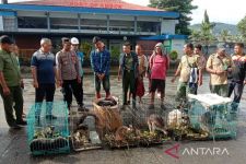 Polisi Menetapkan TKBM Asal Jayapura jadi Tersangka Penyelundupan Kanguru Pohon - JPNN.com