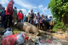 Duyung Terdampar di Pasar Minggu Bikin Heboh, Pakar pun Heran, Lihat Itu - JPNN.com