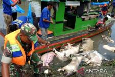 Ribuan Babi di Parigi Moutong Mati Mendadak, Peternak Diminta Tak Buang Sembarangan - JPNN.com