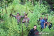 Polisi Temukan Ladang Ganja 5 Hektare di Aceh Utara - JPNN.com