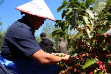 Produksi Kopi Naik, Harga Meningkat, Hingga Jadi Juara Dunia - JPNN.com