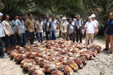 Petani Sawit di Kalbar Adopsi Pola Kemitraan Petani dan PTPN IV Regional 3 Riau - JPNN.com