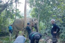 Seekor Gajah Sumatra Ditemukan dalam Kondisi Terluka di Aceh Timur - JPNN.com